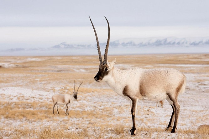 Wildlife of Ladakh: 30 Mammals & Birds (Himalayan Animals) Wildlife of Ladakh: 30 Mammals & Birds (Himalayan Animals)