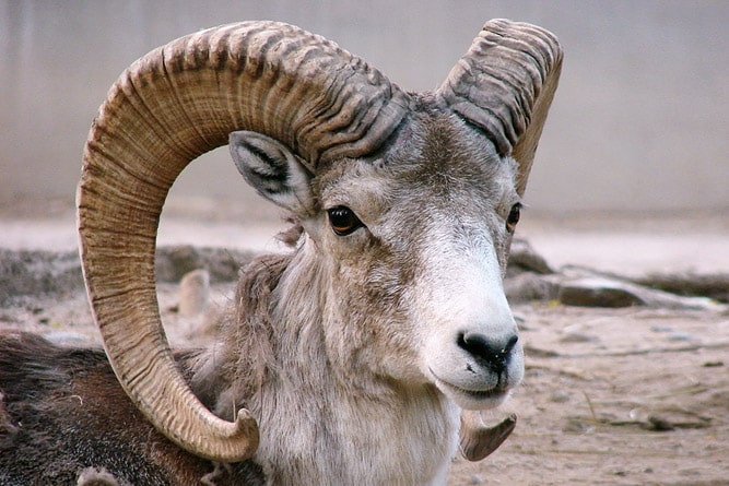 Tibetan Argali, wildlife of Ladakh