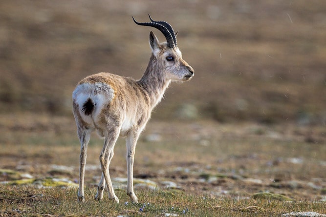 Wildlife of Ladakh: 30 Mammals & Birds (Himalayan Animals)