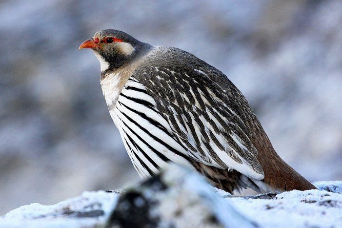 Tibetan Snowcock, wildlife of Ladakh