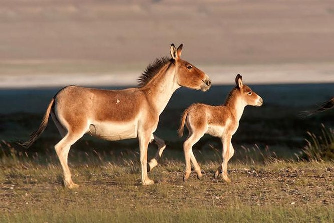 Tibetan Wild Ass, wildlife of Ladakh