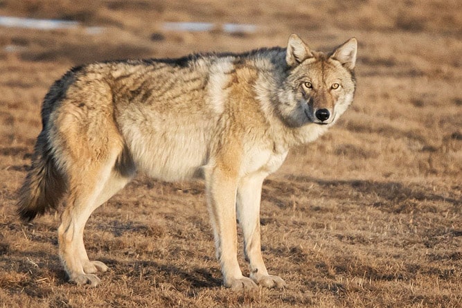 Wildlife of Ladakh: 30 Mammals & Birds (Himalayan Animals) Wildlife of Ladakh: 30 Mammals & Birds (Himalayan Animals)