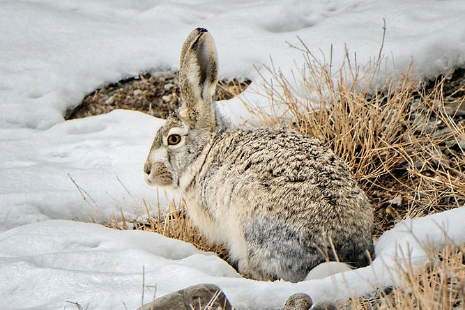 Woolly Hare or Tibetan Hare, wildlife of Ladakh