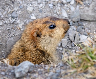 Marmot, Ladakh