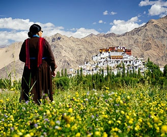 Thiksey Monastery Gompa with field filled with flowers, Indus valley, Ladakh