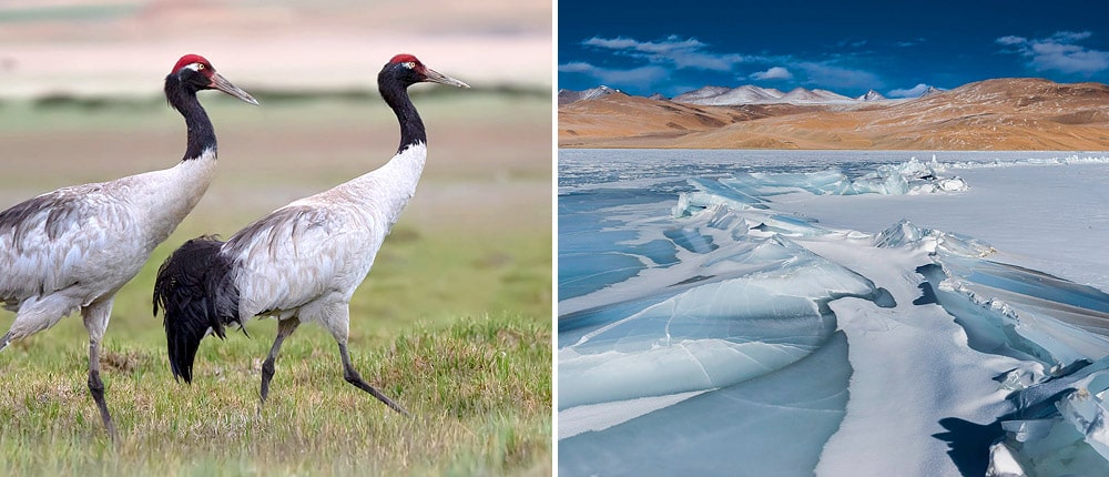 Blacl-necked crane and frozen Tso Moriri lake in winter, Ladakh