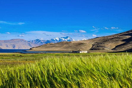 Fields at Korzok village, Tso Moriri Lake, Ladakh