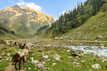 Manali, Himachal Pradesh