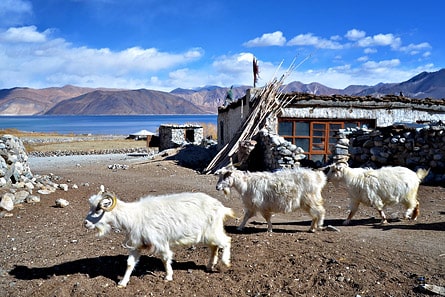 Pasmina goats in Spangmik village, Pangong Lake, Ladakh