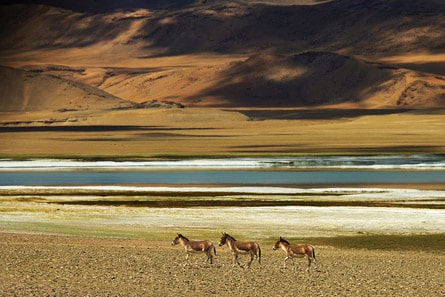 ildlife at Tso Kar Lake, Ladakh