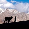 Hunder Sand Dunes, Nubra valley