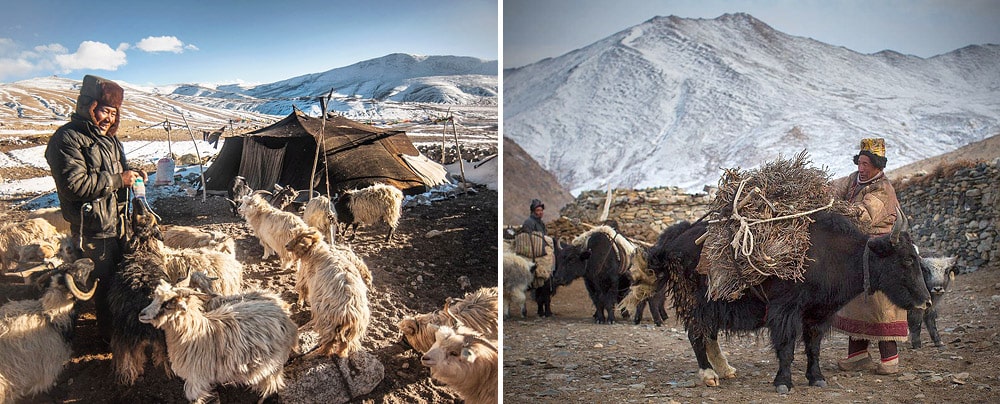 Changpa nomads live in tents called rebo and migrate with their animals, Changthang, Ladakh